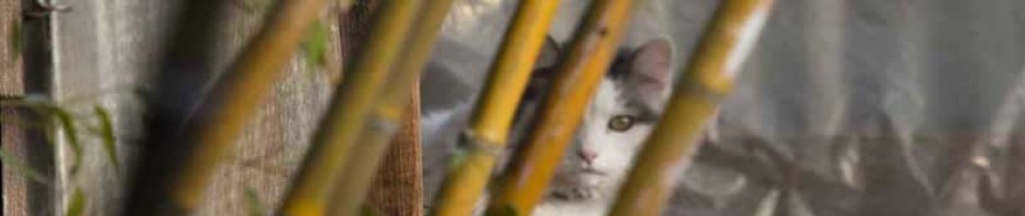 Jim Ryan's  Daily Journal Rotating Header Image